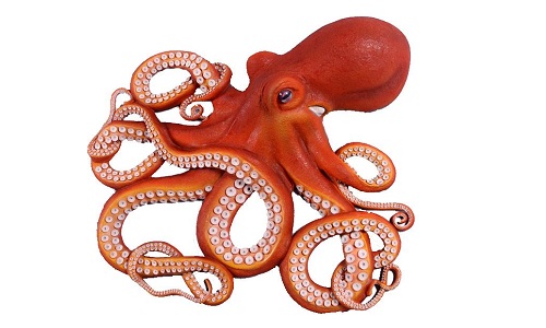 Octopus - VnExpress