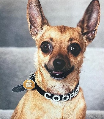 Chó chihuahua Cooper. Ảnh: News.com.au.