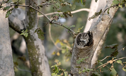 Những con cú ngụy trang hoàn hảo trong hốc cây. Ảnh: Caters News.