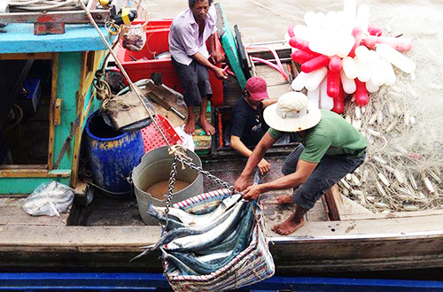 Các vựa thu mua hải sản ở cửa biển Cà Mau nhộn nhịp khi tàu thuyền ra vào buôn bán liên tục. Ảnh: Phúc Hưng.