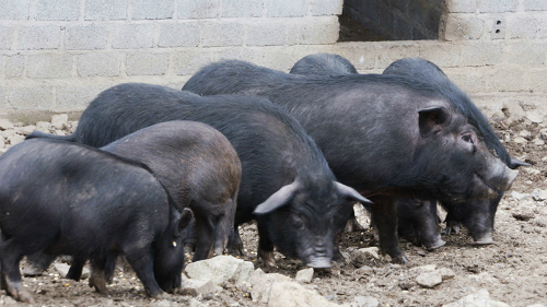 Lợn đen Mèo Vạc được thương lái săn đón - VII FARM