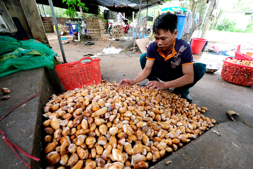 Một cơ sở thu mua hạt sầu riêng tại huyện Di Linh. Ảnh: Hoàng Trường.