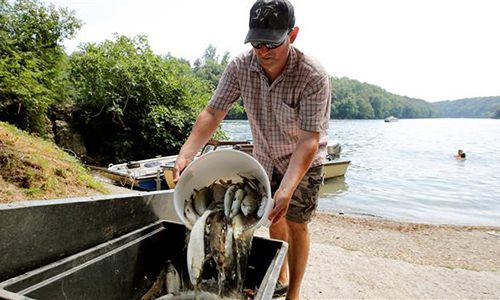 Cá chết được thu vớt trên sông Rhine hôm 6/8. Ảnh: Reuters.