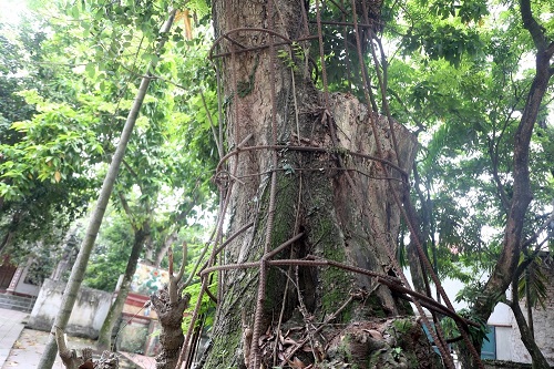 Gốc sưa đỏ trong khuôn viên chùa Phụ Chính (Chương Mỹ). Ảnh: Gia Chính