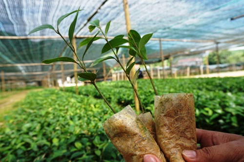 Những cây quế giống trong vườn ươm chưa đủ ngày tuổi để bán. Ảnh: Thạch Thảo.