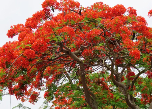 Tháng 5, hoa phượng nở đỏ rực ở TP Hải Phòng. Ảnh: Giang Chinh.