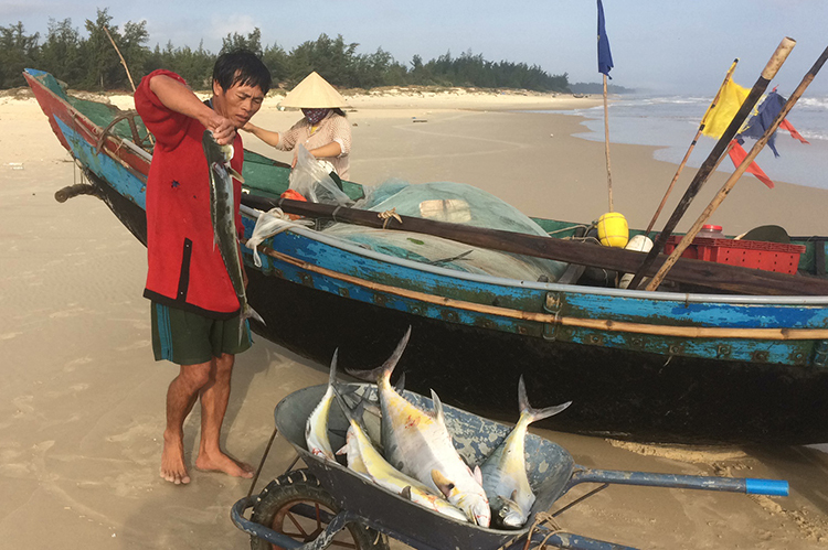 Ngư dân trúng cá bè xước trong một tuần qua, cho thu nhập hàng chục triệu đồng mỗi đêm. Ảnh: Hoàng Táo