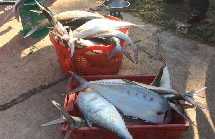 Mỗi con cá bè xước nặng 2 đến 5 kg. Ảnh: Hoàng Táo