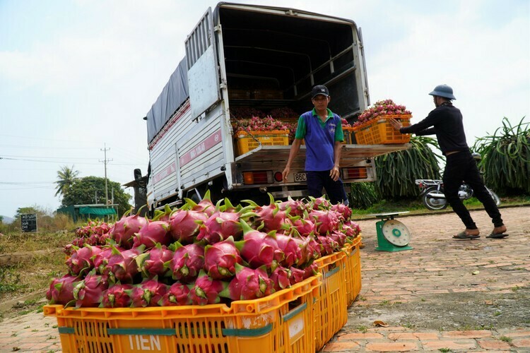 4 tấn thanh long của ông Lê Quang Cẩm bán với giá 4.000 đồng một ký, lỗ 11 triệu. Ảnh: Việt Quốc