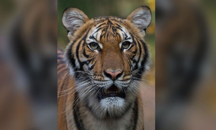 Hổ Nadia được cho là lây virus từ nhân viên vườn thú. Ảnh: CNN.