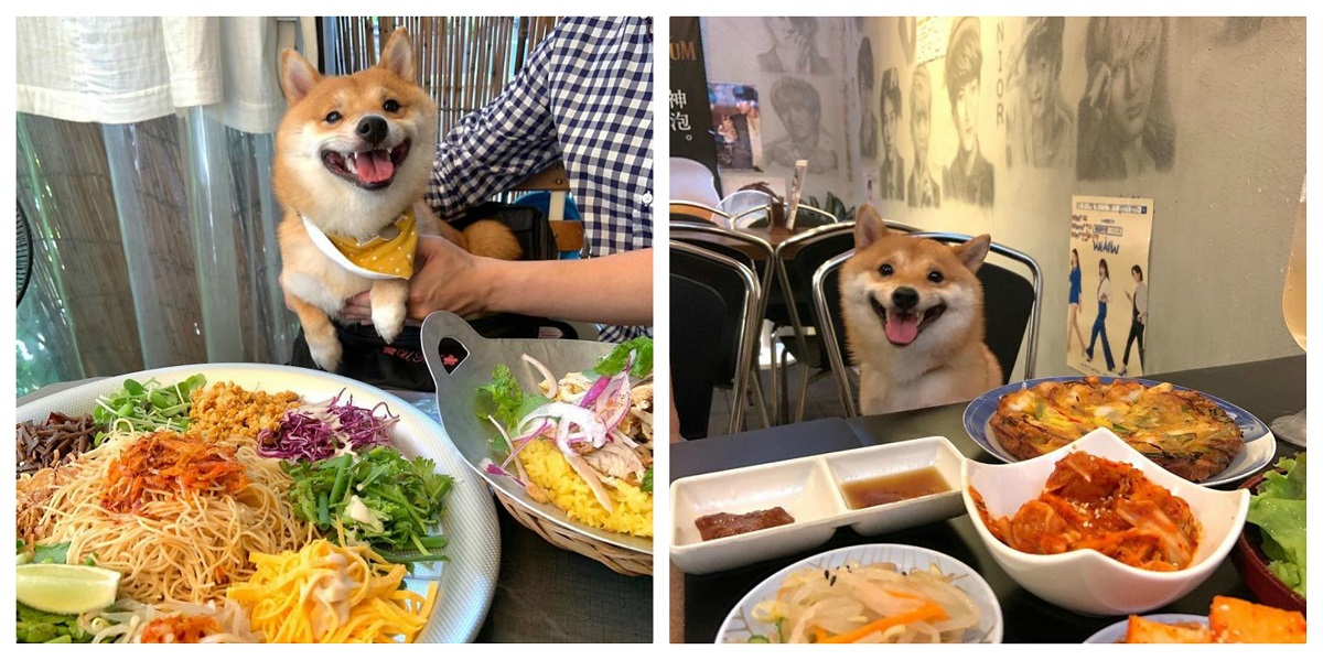 Chó Shiba nổi tiếng vì hay cười - 6