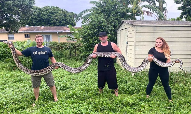 Con trăn dài gần 6 m bị bắt hôm 2/10. Ảnh: Everglades Holiday Park.