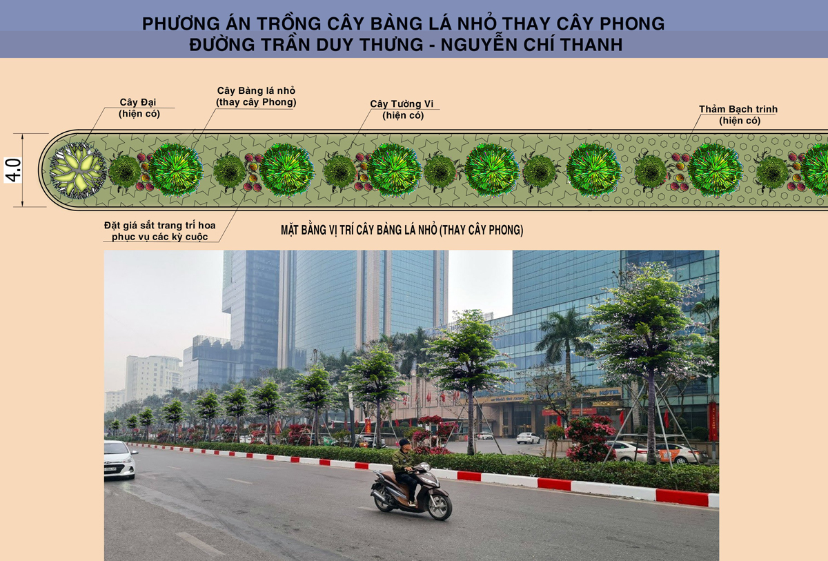 Phối cảnh trồng cây bàng lá nhỏ thay thế cây Phong. Nguồn: Sở Xây dựng cung cấp.