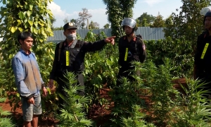 Gần 2.000 cây cần sa trồng trong vườn cà phê