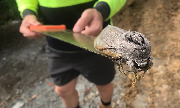 Mẫu vật bướm đêm khổng lồ được tìm thấy tại một trường tiểu học ở Australia. Ảnh: ABC News.