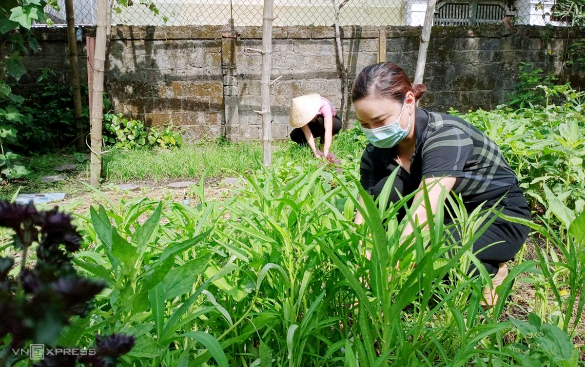 Nhiều cán bộ Hội phụ nữ còn hái rau trong vườn hỗ trợ những chị em có hoàn cảnh khó khăn. Ảnh: Đức Hùng