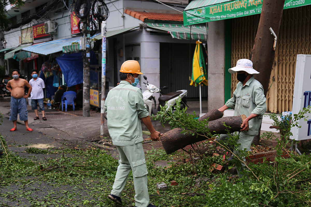 Nhân viên cây xanh cưa nhỏ thân cây để di dời. Ảnh: Đình Văn.