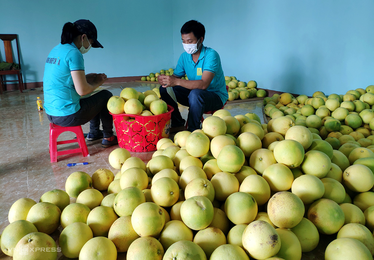 Một số hợp tác xã trên địa bàn huyện Hương Khê hái bưởi vào dán nhãn, để sắp tới đưa lên sàn thương mại điện tử tiêu thụ. Ảnh: Đức Hùng