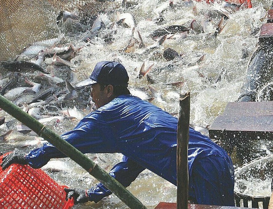 Oil processing technology helps to increase the value of pangasius and catfish. Photo: NVCC