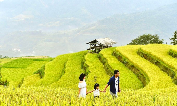 Ruộng bậc thang mùa lúa chín hút khách trải nghiệm , 7307 Ruộng bậc thang mùa lúa chín hút khách trải nghiệm , 7307