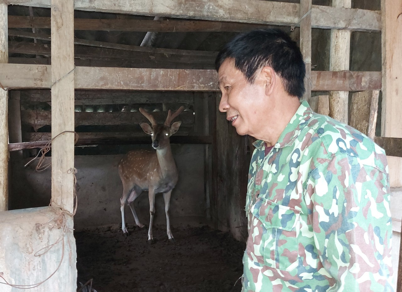 Theo ông Đỗ Hoàng Minh, nên chọn hươu giống có dáng nhanh nhẹn, mắt sáng, cao. Ảnh: Hội Nông dân tỉnh Lạng Sơn
